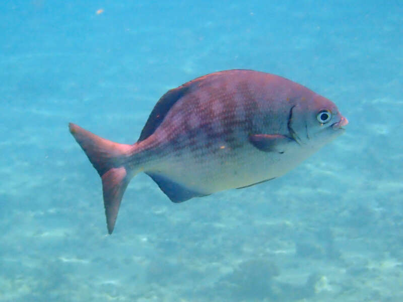 Image of Cortez chub