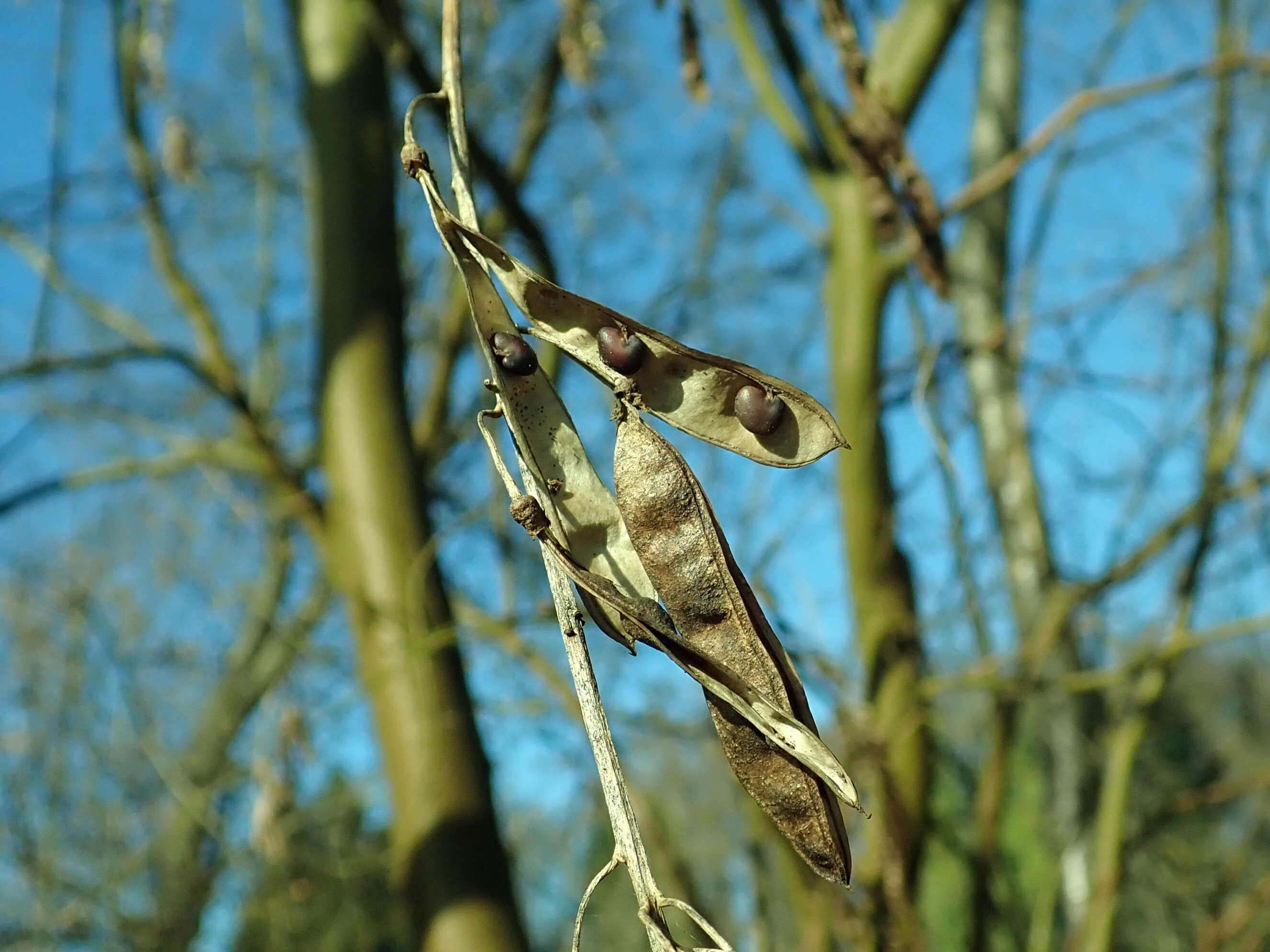 Image of Alpine Laburnum