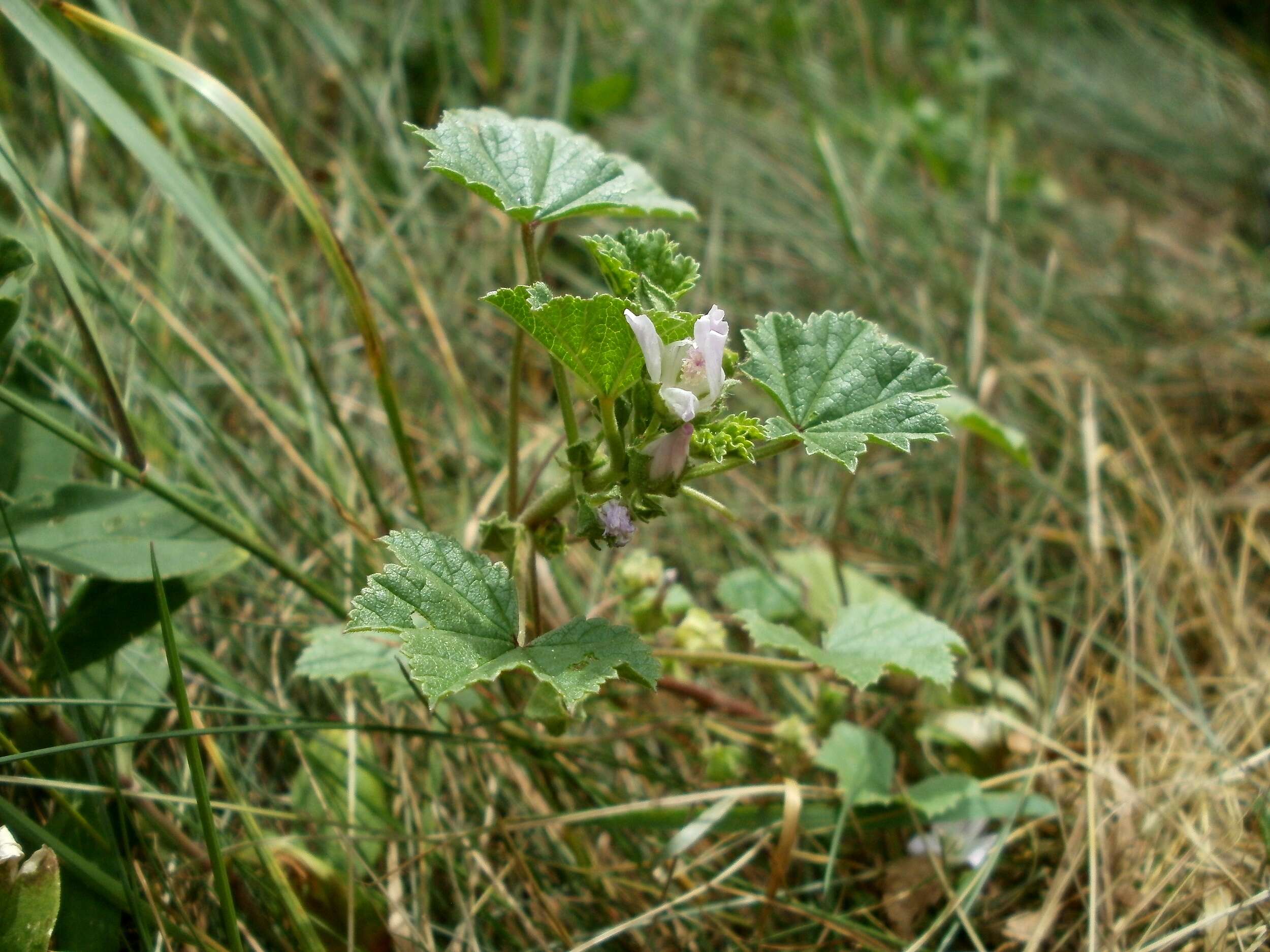 Image of common mallow