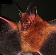 Image of Golden Bat