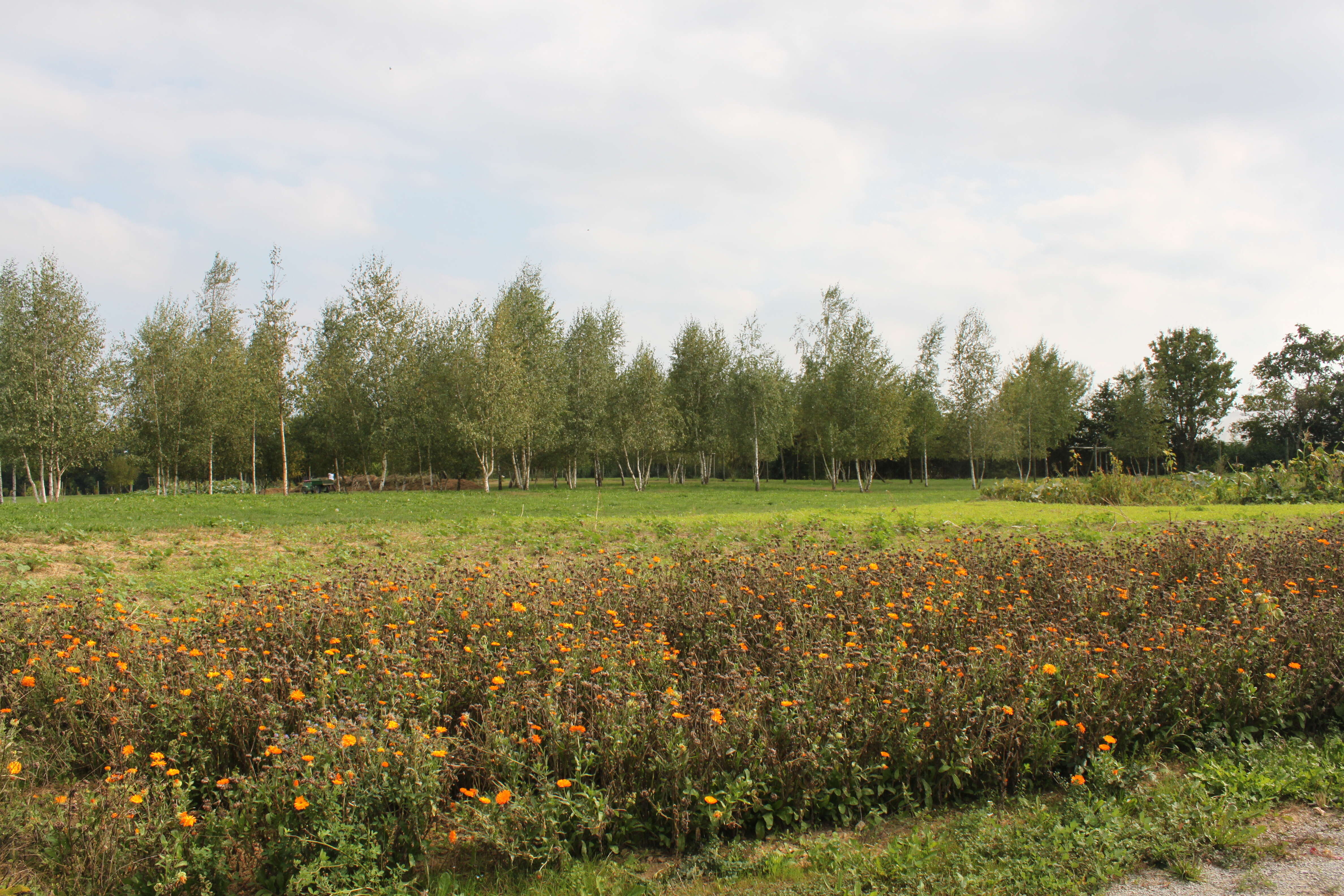 Image of pot marigold