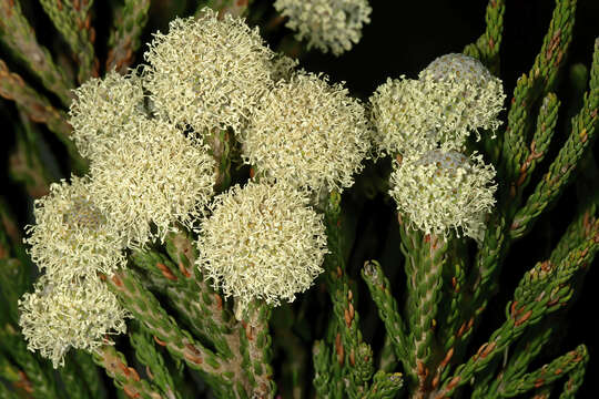 Sivun Brunia noduliflora P Goldblatt & J. C. Manning kuva