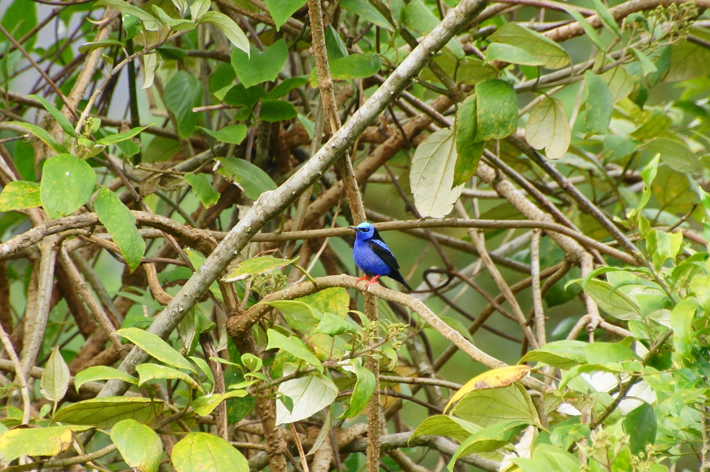 Image of Shining Honeycreeper