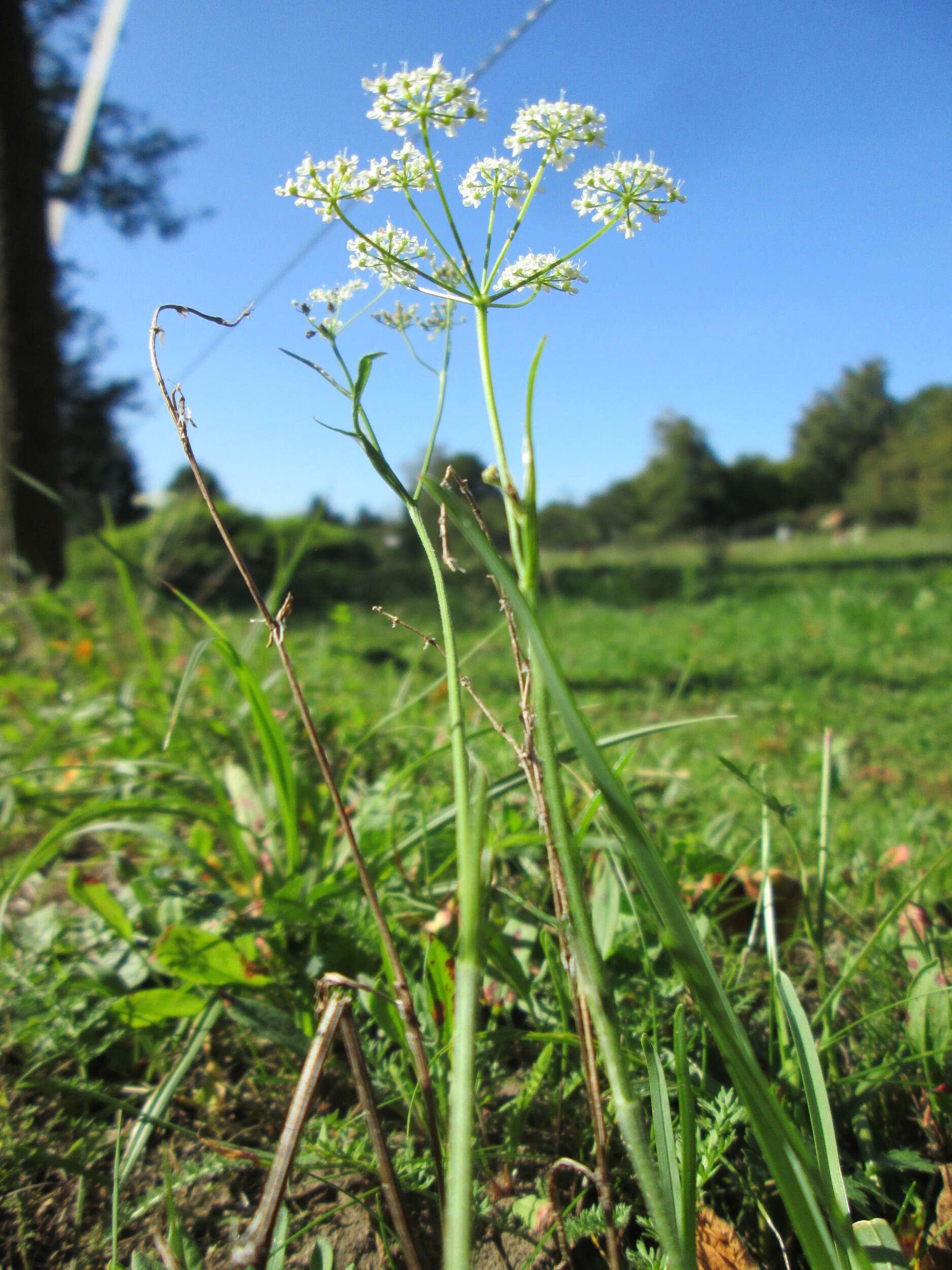 Imagem de Pimpinella saxifraga L.