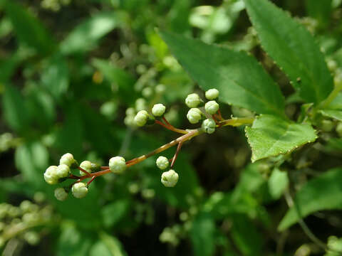 Image of slender pride of Rochester