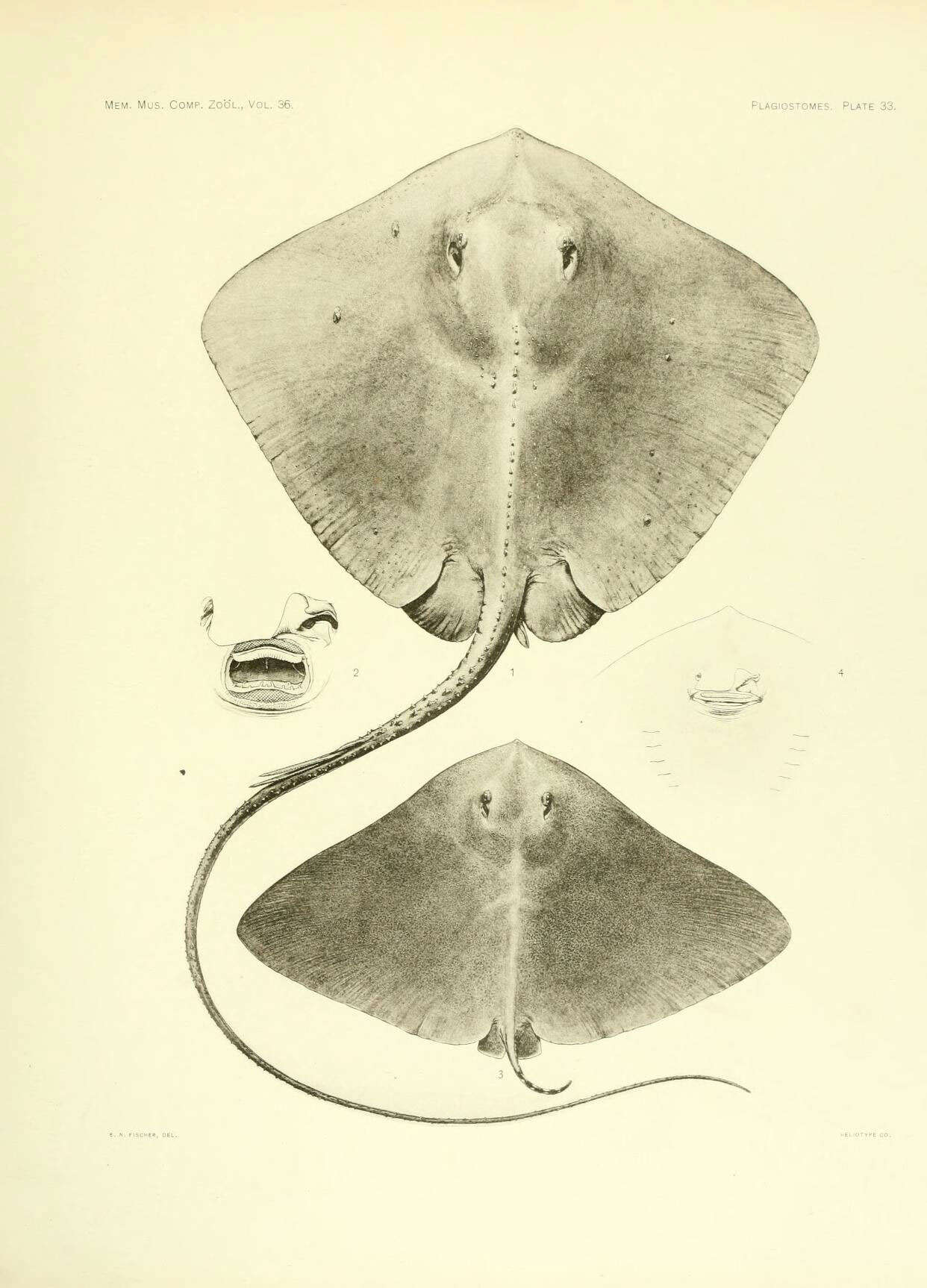 Image of rough-tailed stingray
