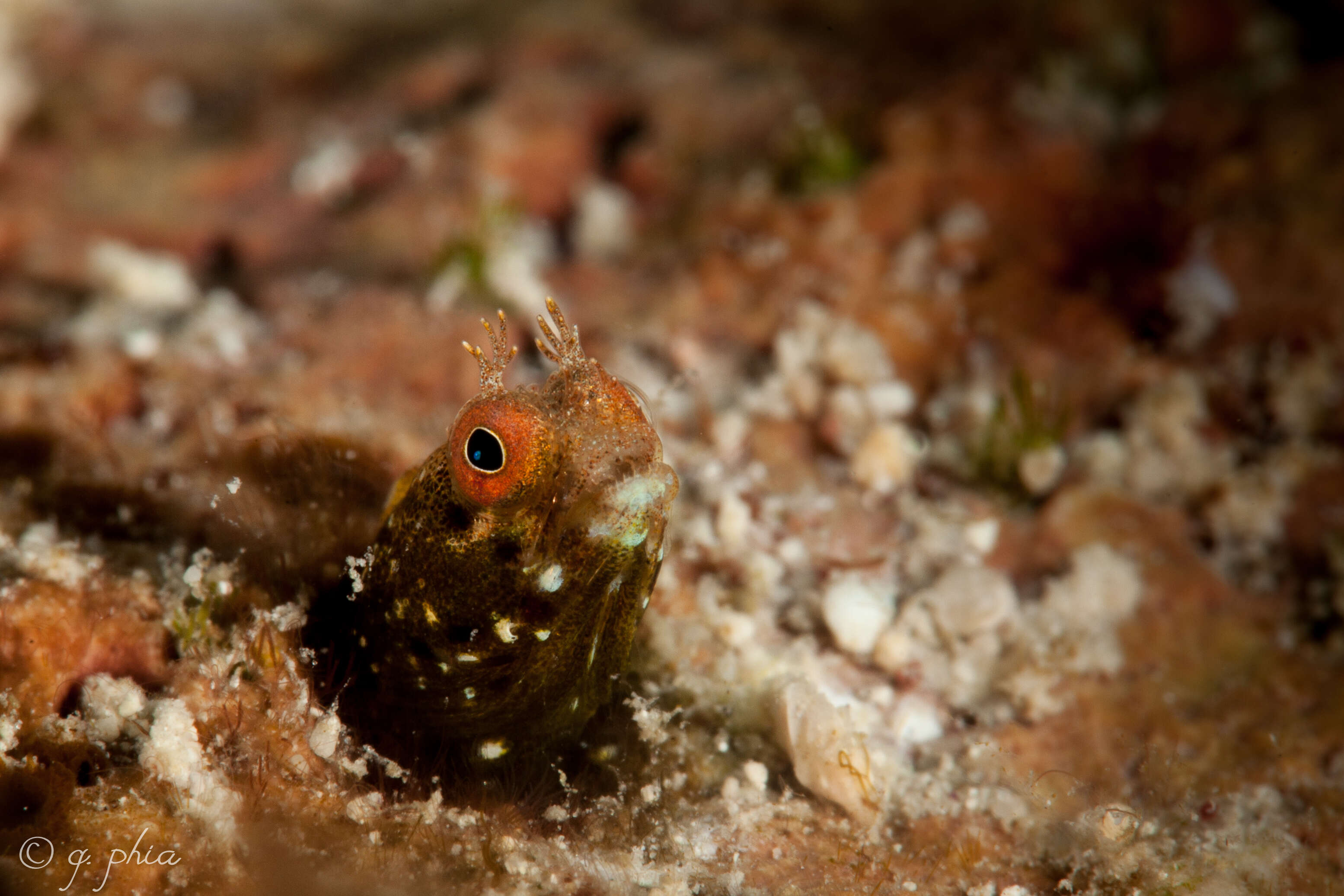 Image of Roughhead Blenny