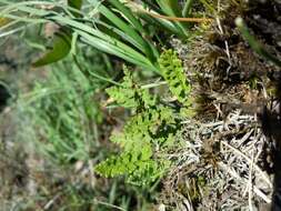 Image of alpine woodsia