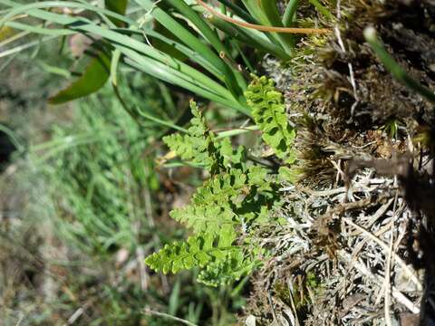 Imagem de Woodsia alpina (Bolton) Gray