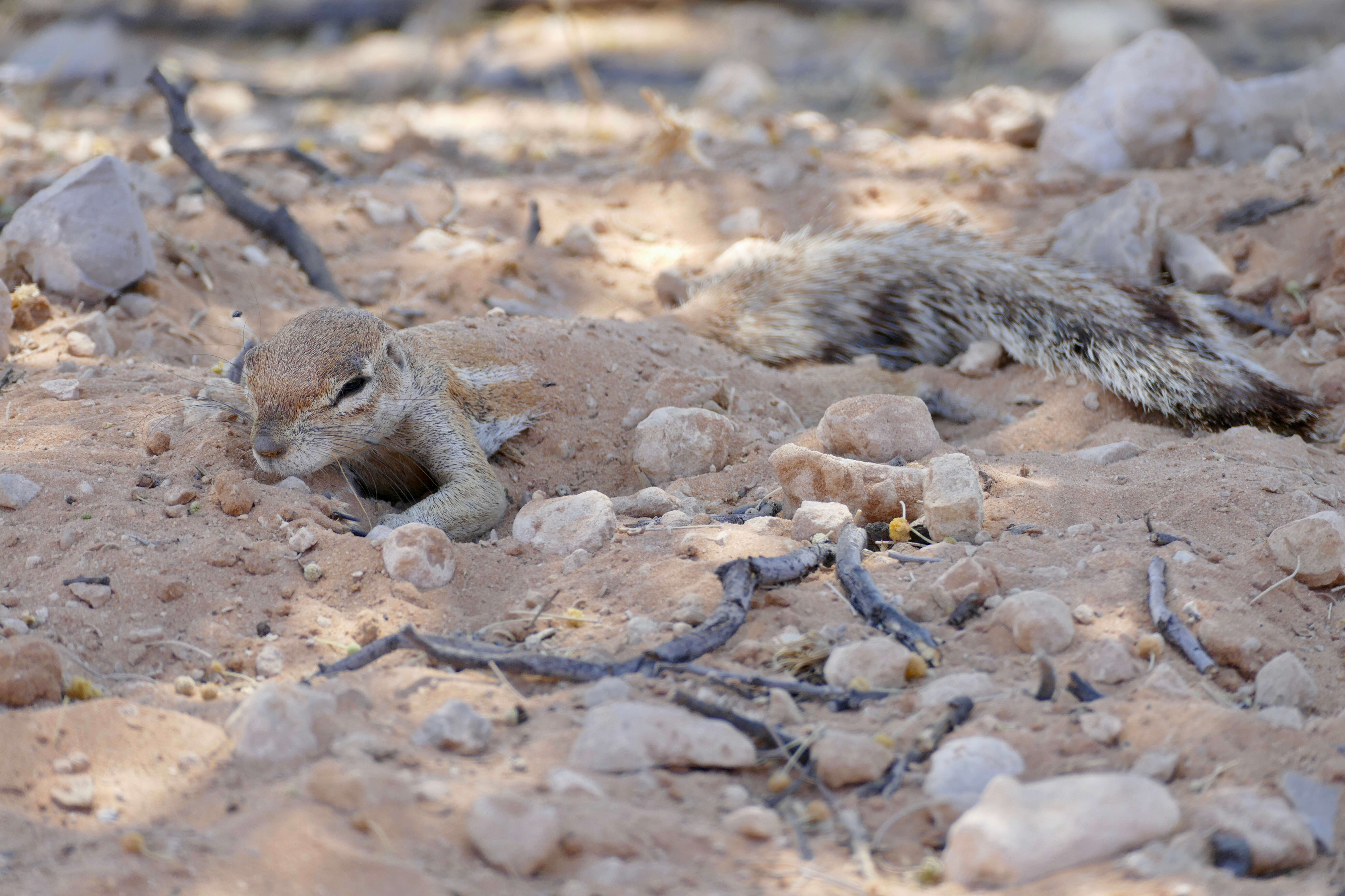 Слика од Xerus subgen. Geosciurus Smith 1834