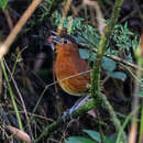 Image of Bay Antpitta