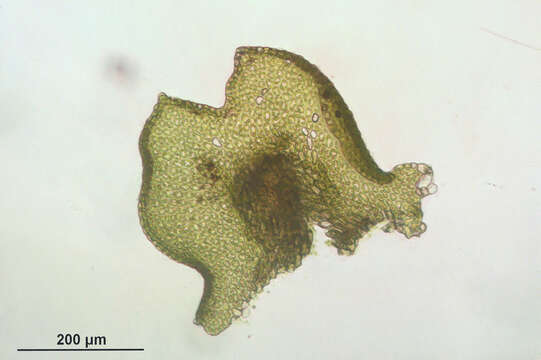 Image of Tamarisk Scalewort