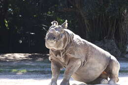 Image of Indian Rhinoceros