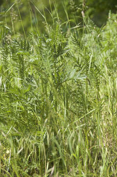 Image of common tansy