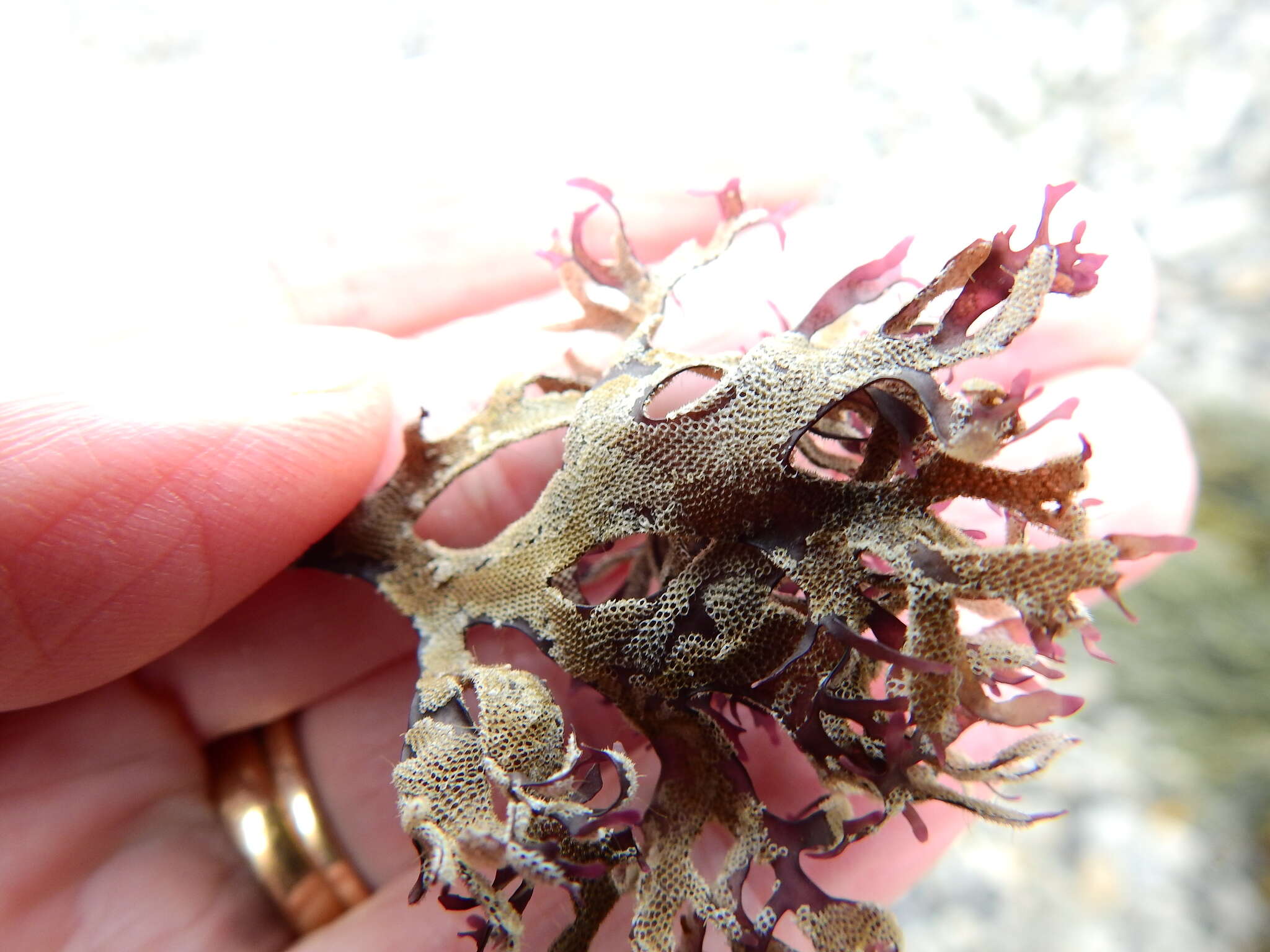 Image of Hairy bryozoan