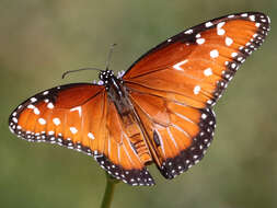 صورة Danaus (Anosia) gilippus Cramer 1775