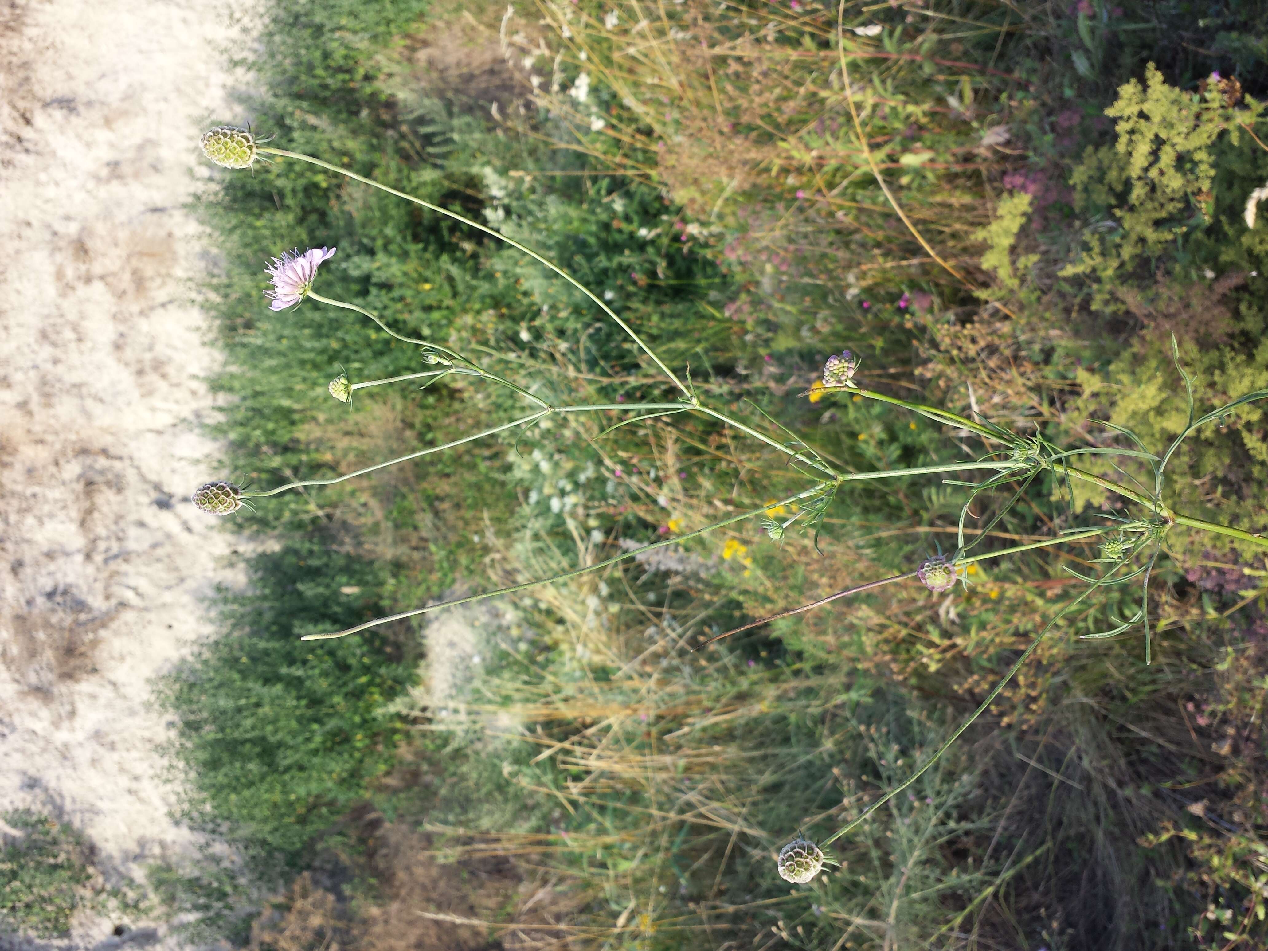 Image of Scabiosa triandra L.