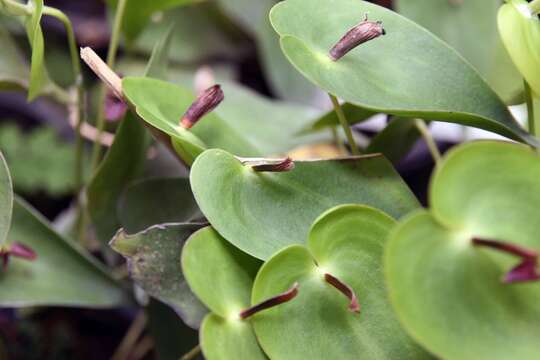 Image of Pleurothallis bivalvis Lindl.