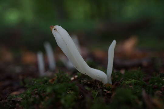 Image of Fairy fingers