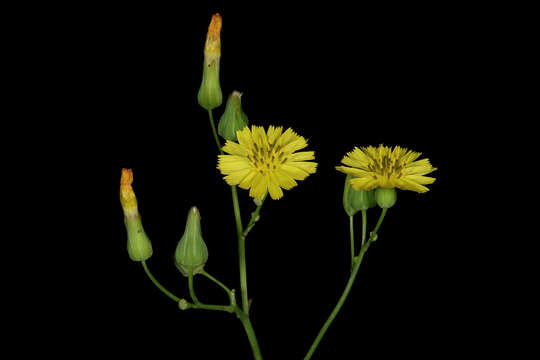 Image of Oriental false hawksbeard