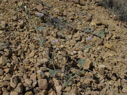 Image of desert globemallow