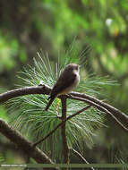 Image of Dark-sided Flycatcher