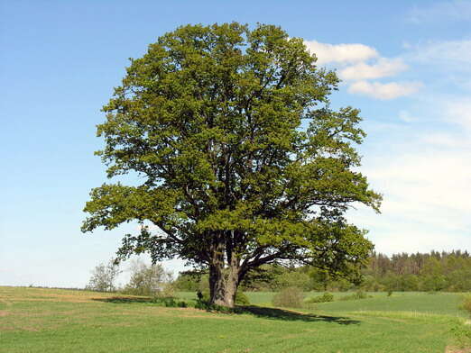 Image de Chêne Pédonculé