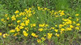 Image of Common Bird's-foot-trefoil