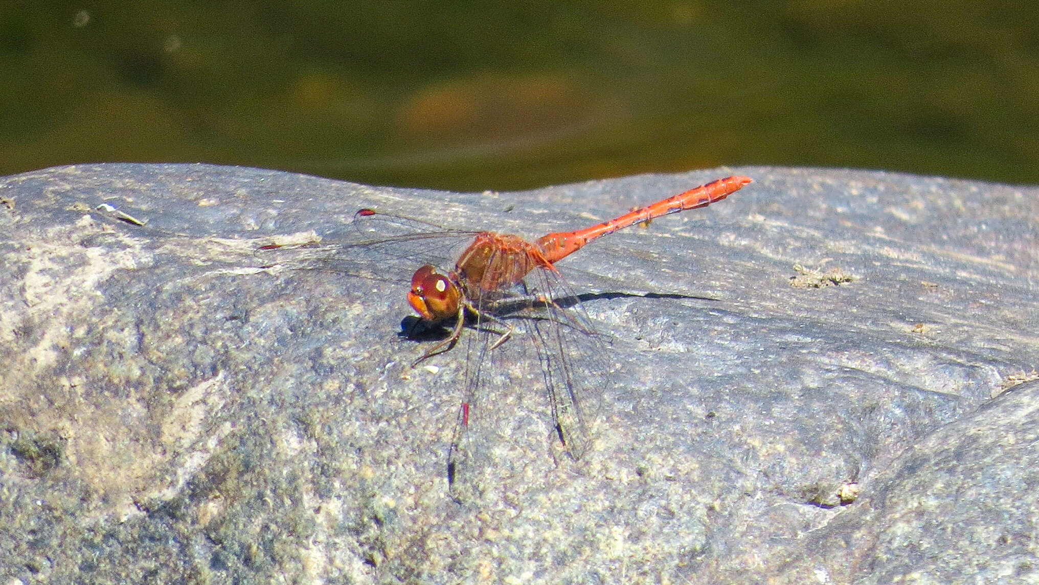 Imagem de Diplacodes bipunctata (Brauer 1865)