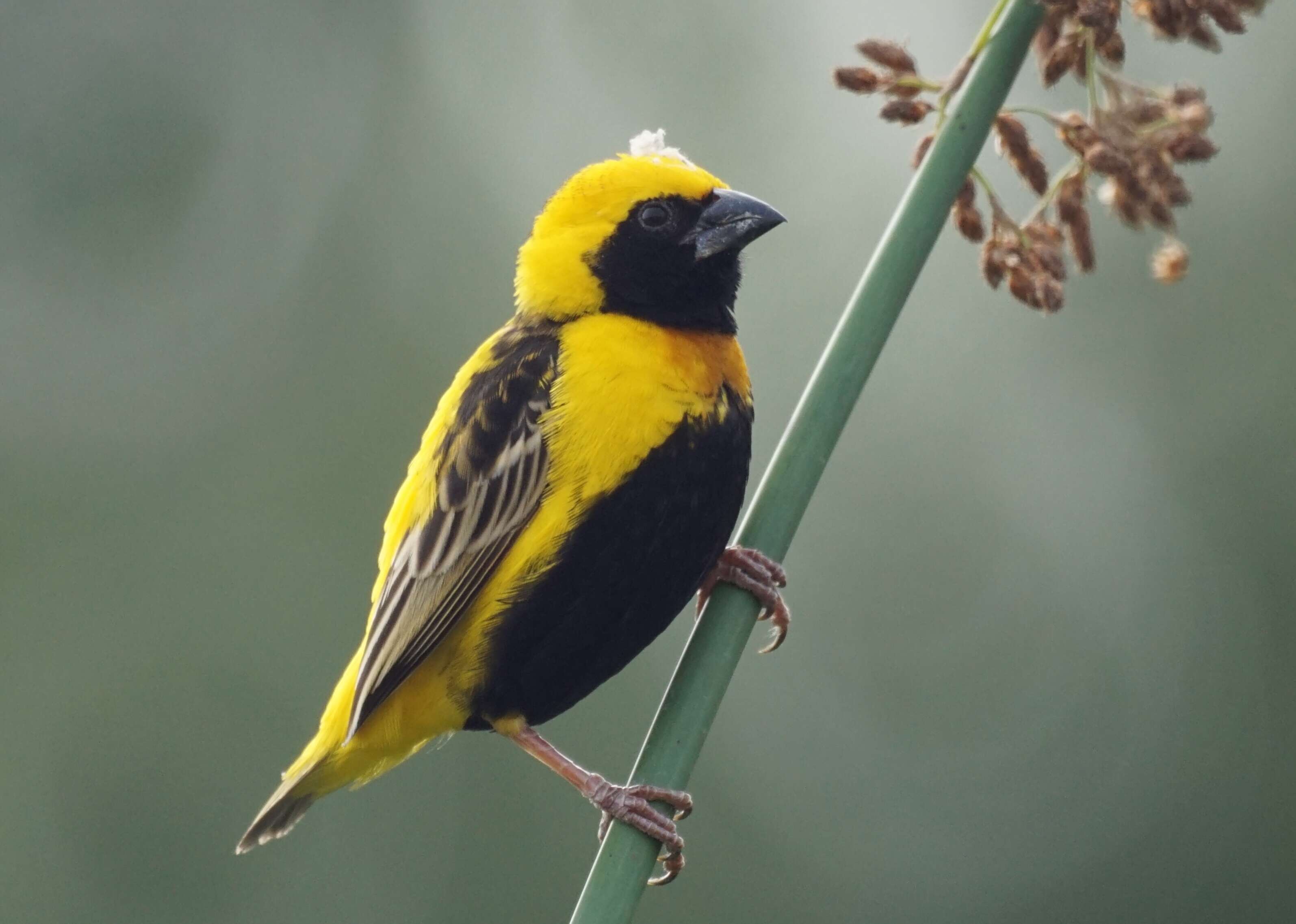 Image of Yellow-crowned Bishop