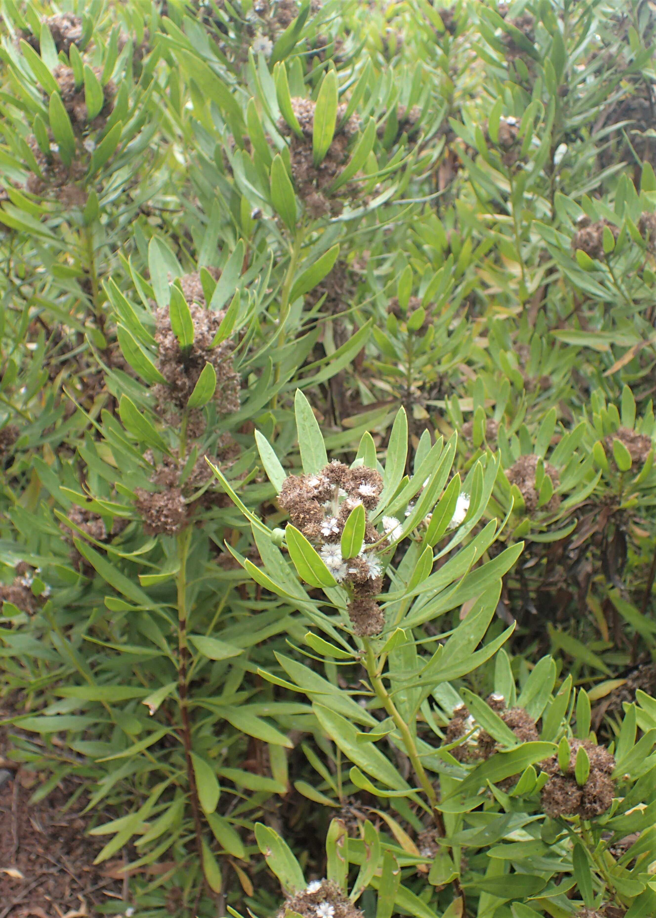 Image of Globularia salicina Lam.