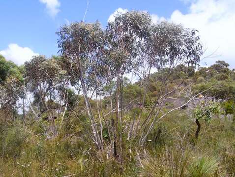 صورة Eucalyptus obstans L. A. S. Johnson & K. D. Hill