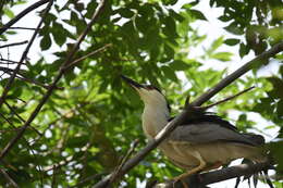 Image of Night Herons