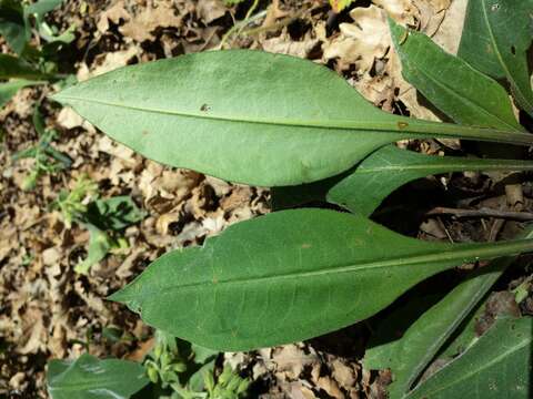 Image of Pulmonaria mollis Hornem.