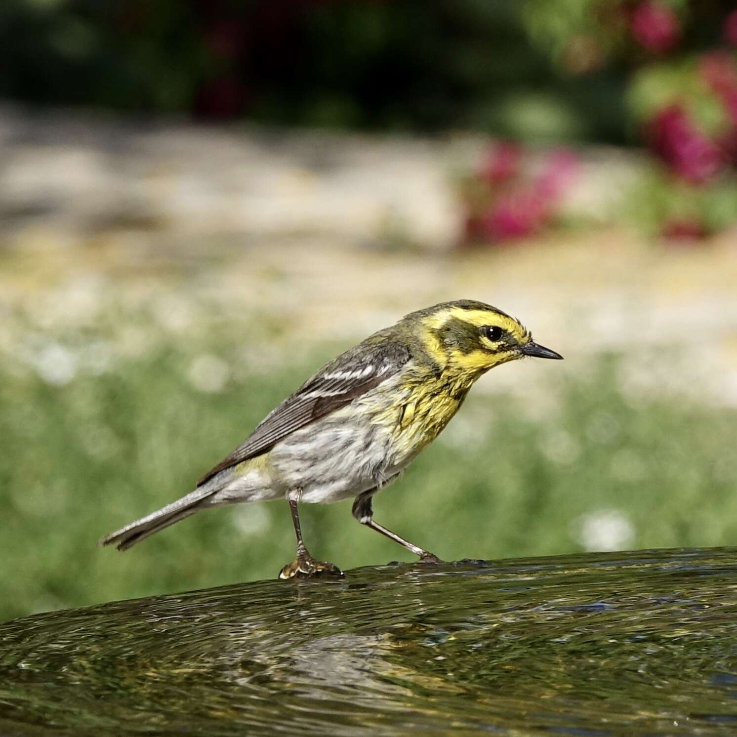 Image of Townsend's Warbler