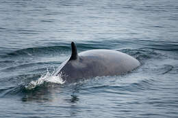 Image of Common Minke Whale