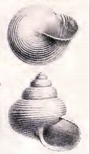 Image of Lischkeia miranda (Locard 1897)