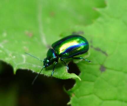 Image of Chrysolina fastuosa