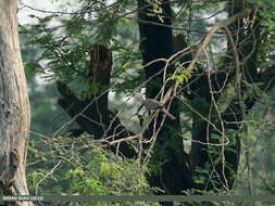 Image of Eastern Spotted Dove