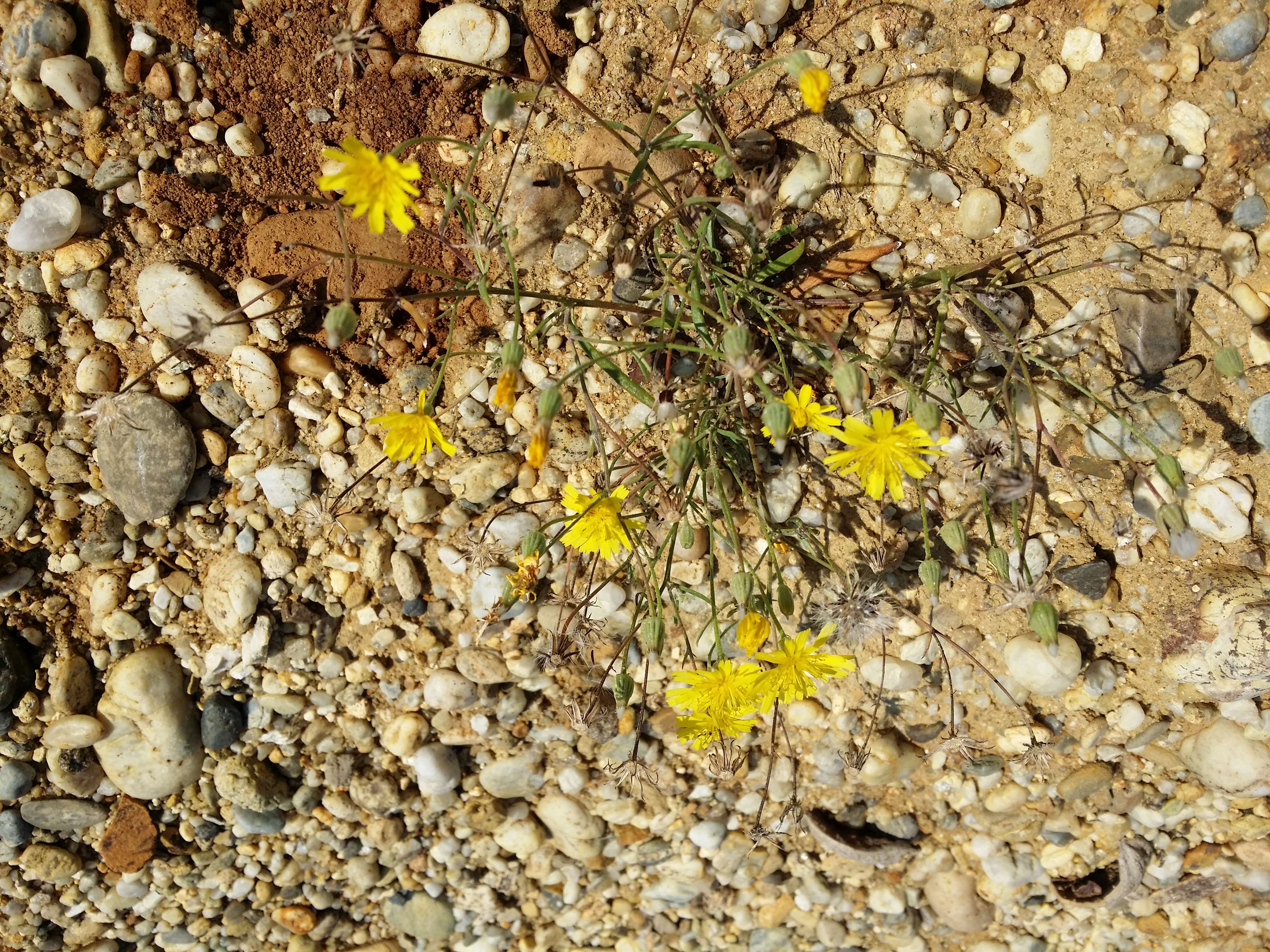 Image of narrowleaf hawksbeard