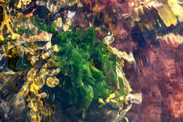 Image de chêne marin, laitue marine