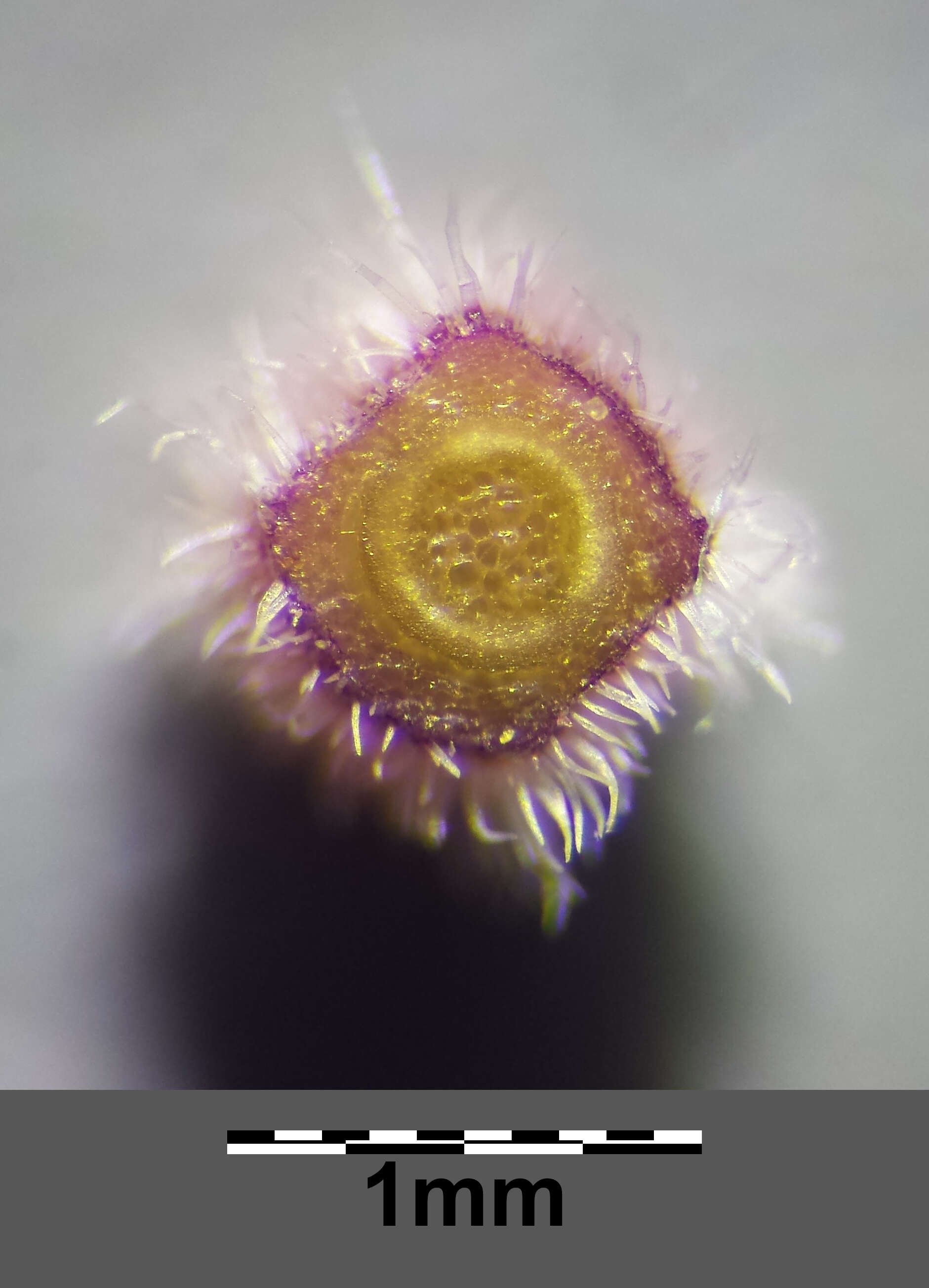 صورة Thymus praecox Opiz