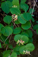 Image of grape honeysuckle