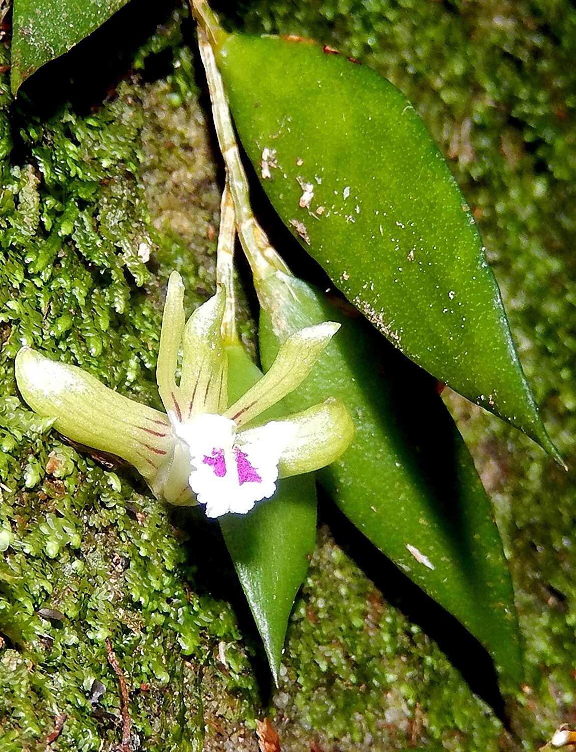 Imagem de Dendrobium pugioniforme A. Cunn. ex Lindl.