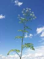 Image of bulbous chervil