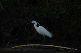 Image of Little Egret