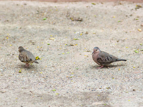 Image of Common Ground Dove