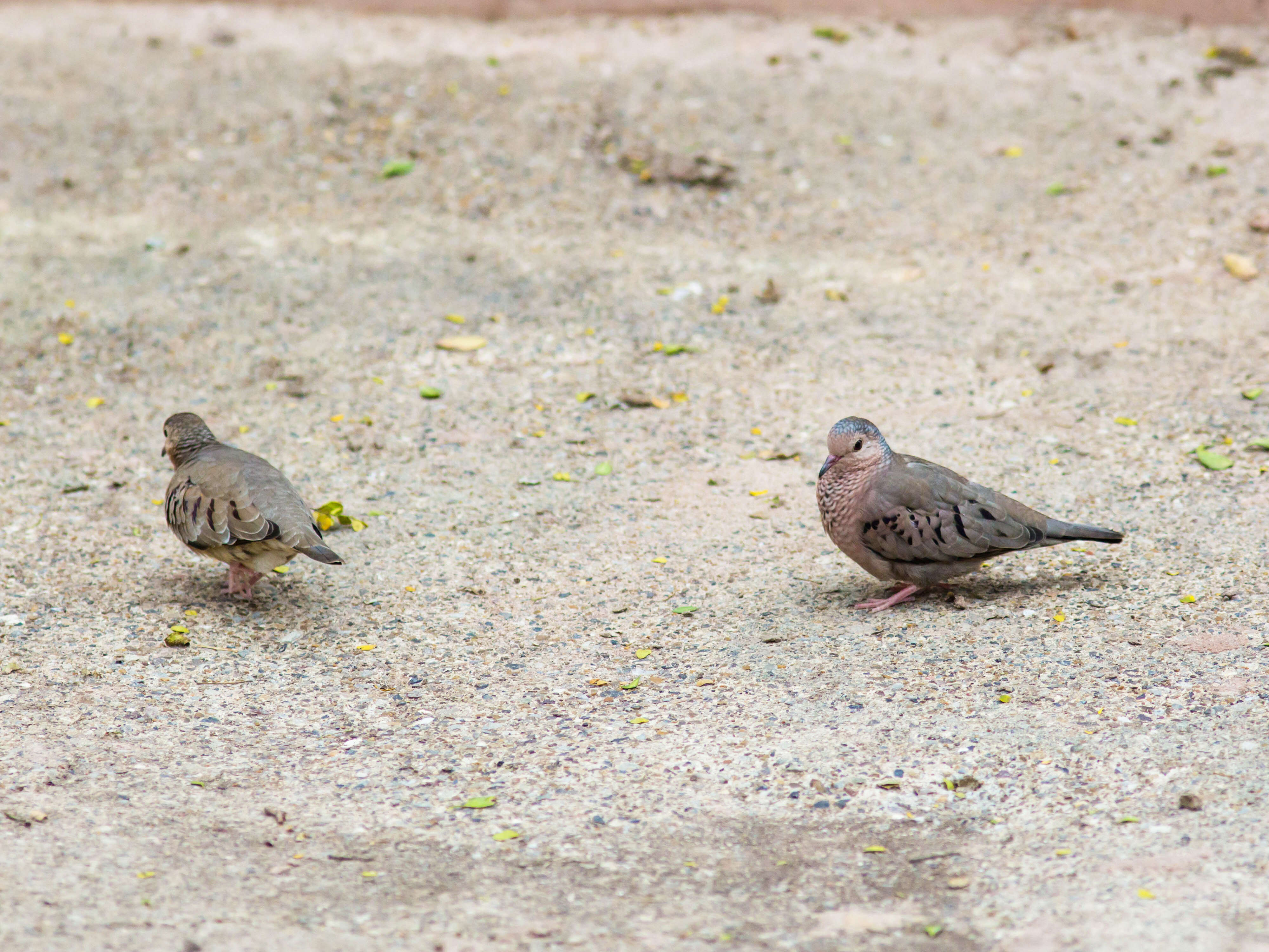 Image of Common Ground Dove