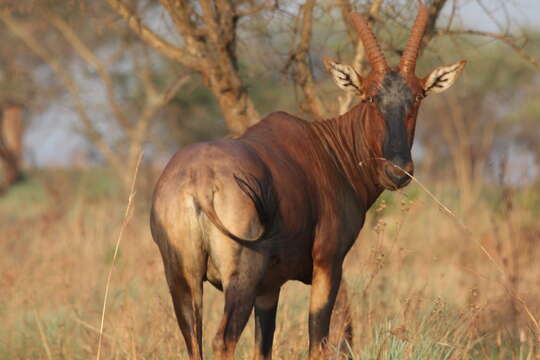 Image of Damaliscus korrigum korrigum (Ogilby 1837)