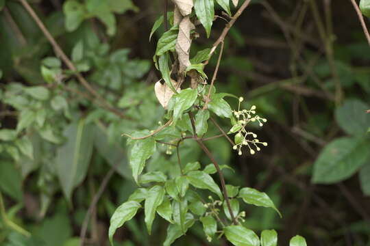 Image of Clematis javana DC.